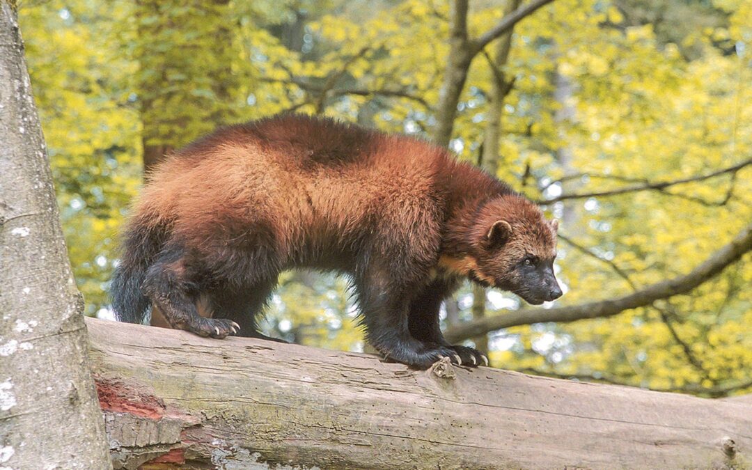 V chomutovském zooparku se prvně podařil odchov mláďat rosomáka sibiřského