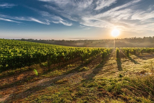 Ekologové: Odklad environmentálních opatření ohrožuje kvalitu půdy