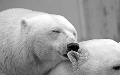 Praha získala územní rozhodnutí pro stavbu expozice Arktida v pražské zoo