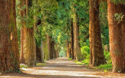 Spolek plánuje v Pardubicích z neudržovaného místa vytvořit lesní park