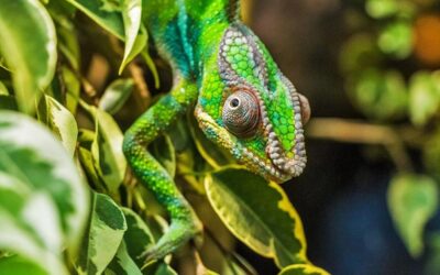 Zoopark Zájezd vytvořil vzdělávací výstavu o chameleonech