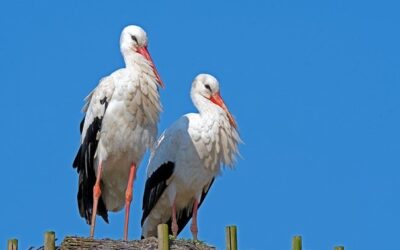 Handicapované čápy ve Zvířeticích v Bakově nad Jizerou nově snímá kamera