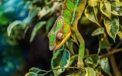 V Zooparku Zájezd se vylíhli vzácní chameleoni z Afriky a Madagaskaru