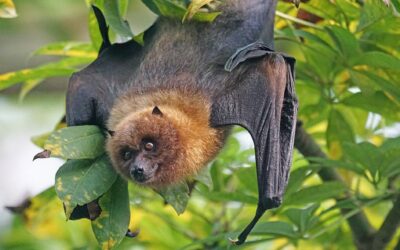 Průzkum: V ostravské zoo volně žije devět druhů netopýrů