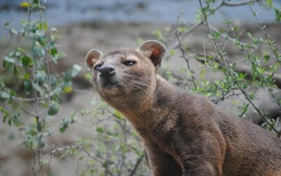 Safari Park Dvůr Králové podruhé rozmnožil cibetky africké, má jich nejvíc na světě