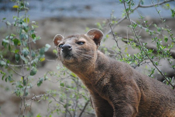 Safari Park Dvůr Králové podruhé rozmnožil cibetky africké, má jich nejvíc na světě