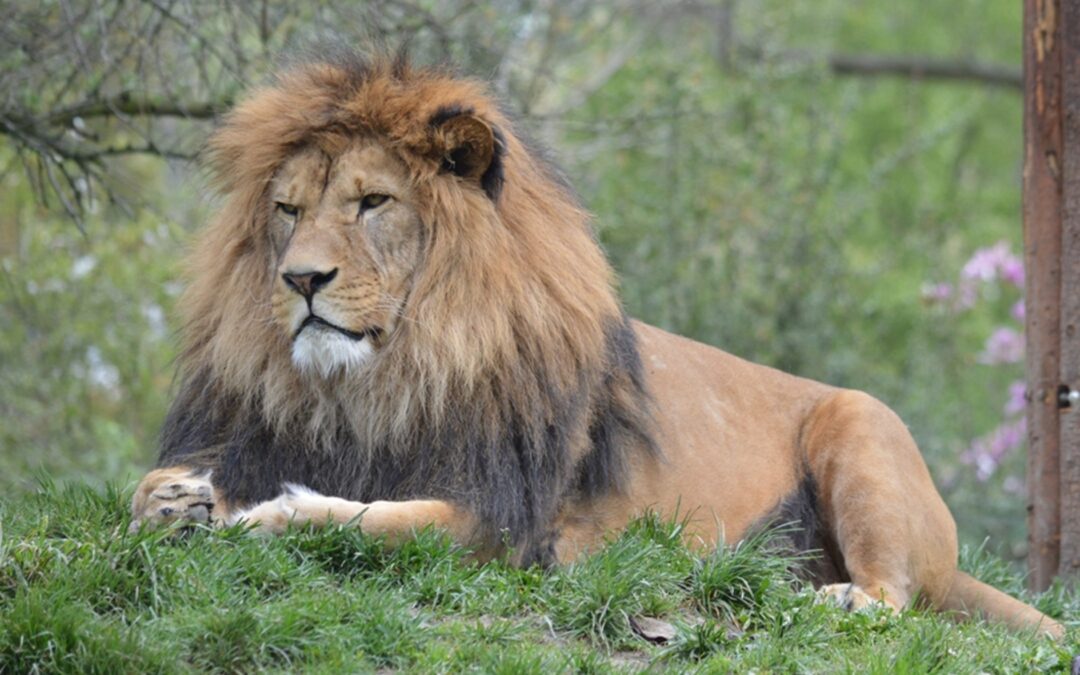 V plzeňské zoo se narodila čtyřčata lvů berberských, lidé je uvidí až za čas