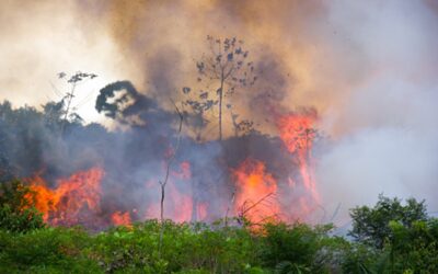 Lesních požárů bude kvůli změně klimatu přibývat, varuje vědec z Brna