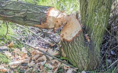 Přemnožená zvěř způsobuje velké poškození mladých stromů