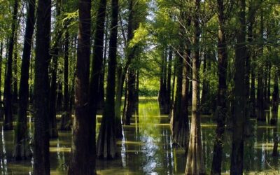 Odborníci hledají způsoby zadržení vody v lese, dříve musela rychle odtéct