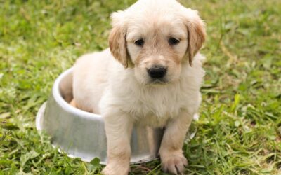 Psi budou registrováni v centrální evidenci, kterou povede veterinární komora