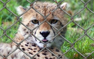 V Janově na Svitavsku chystají referendum o vzniku menší zoologické zahrady