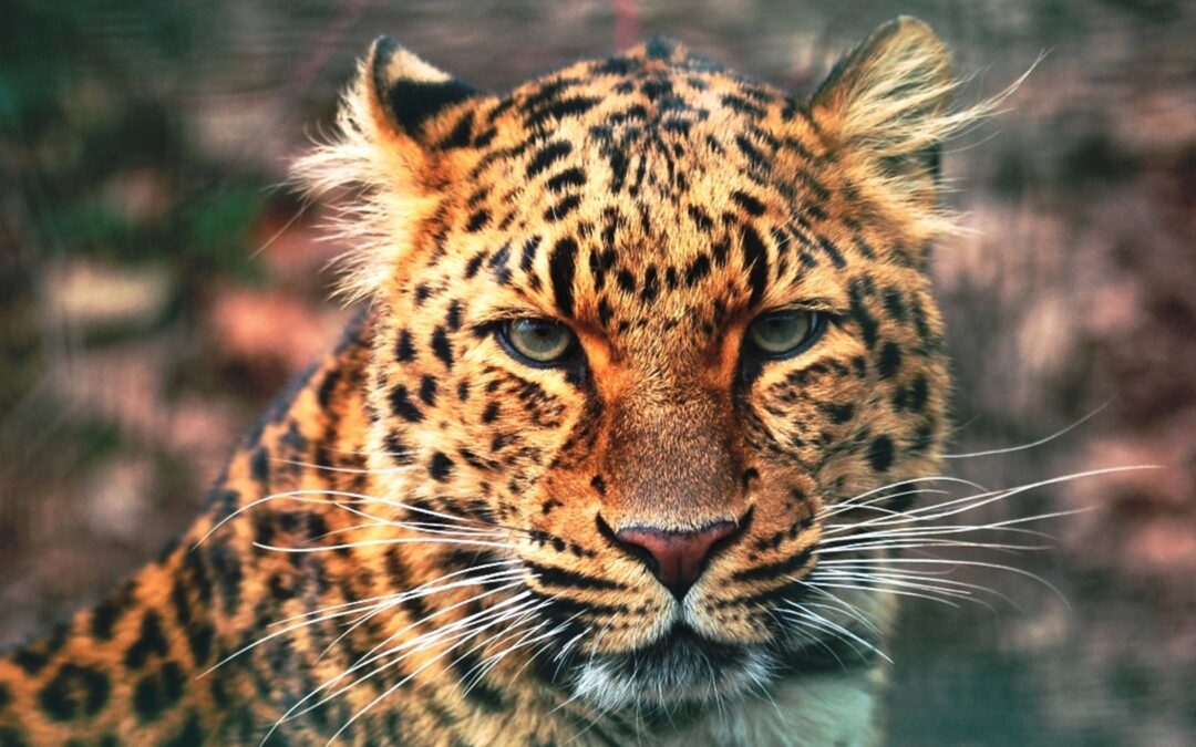 V liberecké zoo se po 15 letech narodila mláďata levharta čínského