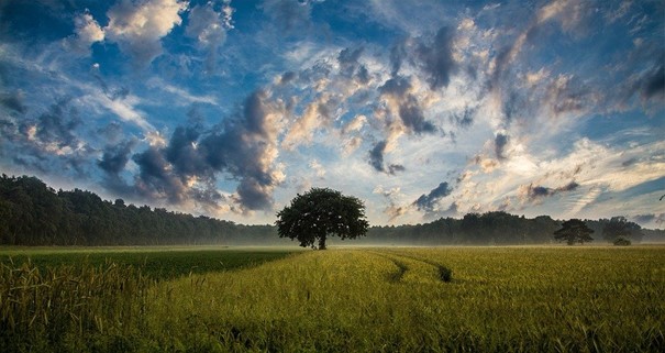 Liberecký Čmelák spustil petici za vrácení desetiny zemědělské půdy přírodě