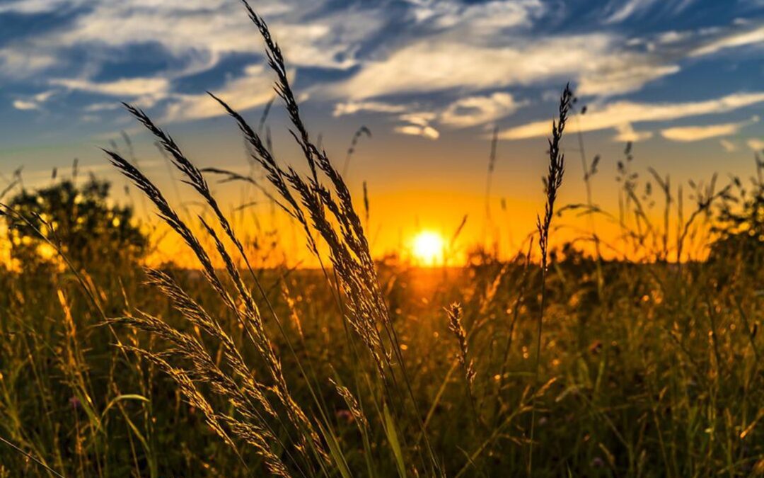 ČR dá na chytré technologie v zemědělství do r. 2027 přes miliardu korun