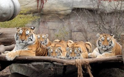 Nejnavštěvovanějším turistickým cílem na jihu Čech byla loni Zoo Hluboká