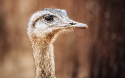 Brněnská zoologická zahrada postavila ubikaci pro pštrosy za 6,6 milionu korun