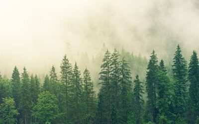 VLS investují v Brdech 120 ml. Kč do adaptace ekosystémů na klimatickou změnu