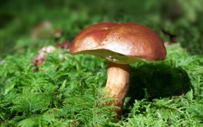 V lesích Vysočiny roste hodně hřibů i jiných hub, mykologové chystají výstavy