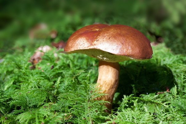 V lesích Vysočiny roste hodně hřibů i jiných hub, mykologové chystají výstavy