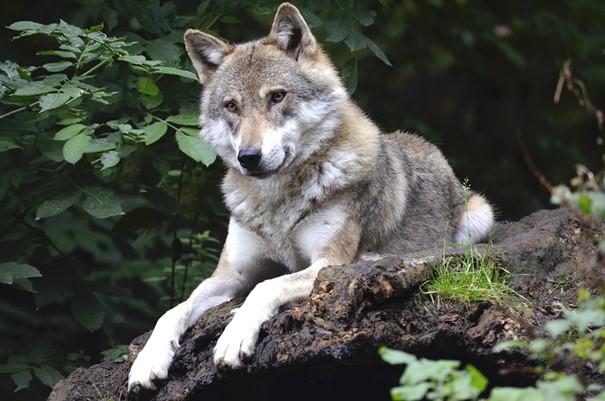 Vlčích teritorií v Česku přibylo na 24, v polovině z nich se narodila mláďata