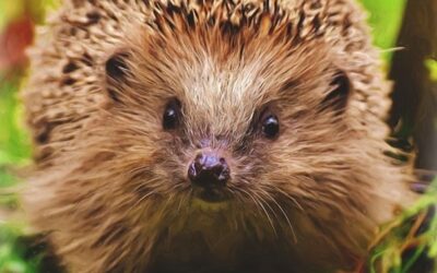 Lidé letos do záchranných stanic donesli skoro 3000 ježků, většinu zbytečně