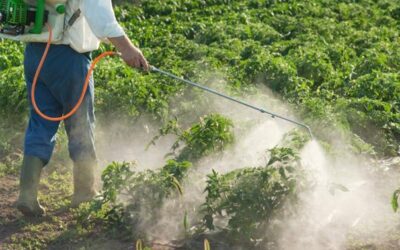Hnutí Duha: Není jasné, jak klesá využití pesticidu v ČR, chybí dobrá data