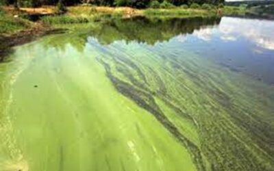 Vědci z Brna chtějí využít k vyčištění oceánu sinice požírající plasty