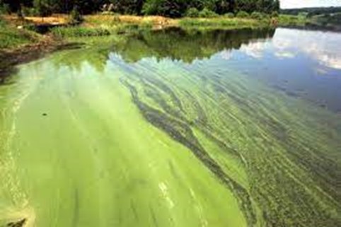 Vědci z Brna chtějí využít k vyčištění oceánu sinice požírající plasty