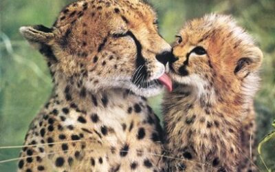 V ústecké zoologické zahradě se narodila koťata gepardů štíhlých