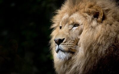 V olomoucké zoo vystaví kostru lva, který měl rekordní počet potomků