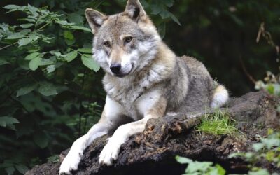 Na Broumovsku se letos narodilo přes 20 vlčat, populace vlků je stabilní
