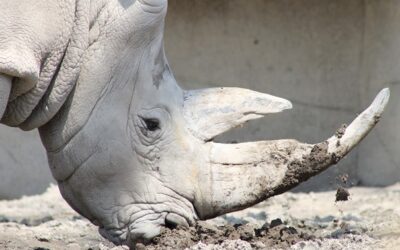 Vědci vytvořili prvotní zárodečné buňky z ohroženého severního bílého nosorožce