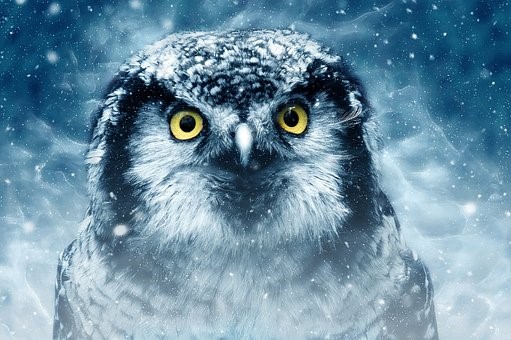 Soutěž Živá zahrada láká účastníky k pozorování ptáků během svátků