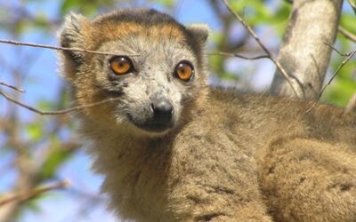 Zoo Plzeň získala nového lemura korunkatého, chová ho jako jediná v ČR