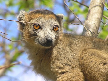 Zoo Plzeň získala nového lemura korunkatého, chová ho jako jediná v ČR