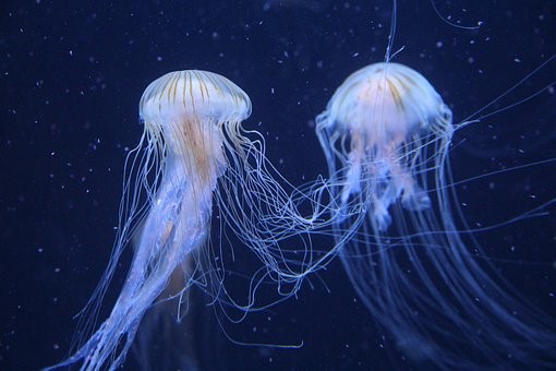 Zoopark v Chomutově láká návštěvníky na medúzárium s osmi akvárii