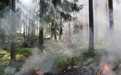 Analýza: Při odklizení kůrovcového dřeva by byl požár v Č. Švýcarsku rozsáhlejší