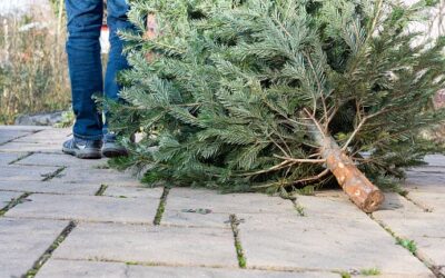Vánoční stromky: Kam je vyhodit a jak je správně zlikvidovat