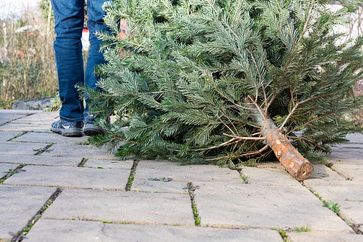 Vánoční stromky: Kam je vyhodit a jak je správně zlikvidovat