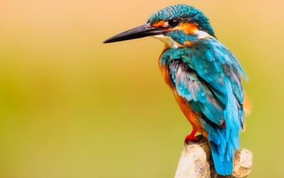 Zoo v Ústeckém kraji zavedly preventivní opatření kvůli ptačí chřipce