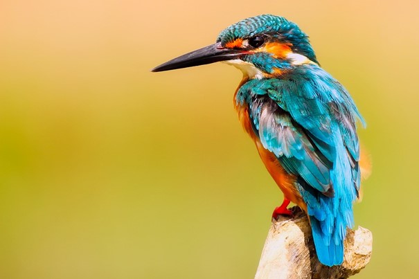 Zoo v Ústeckém kraji zavedly preventivní opatření kvůli ptačí chřipce