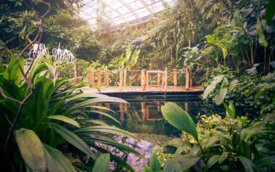 Botanická zahrada Praha nabídne prohlídku tropických květů a plodů