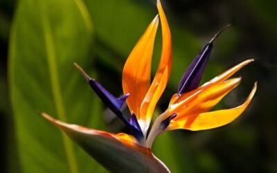 Botanická zahrada v pražské Troji od začátku března zvýší vstupné o pětinu