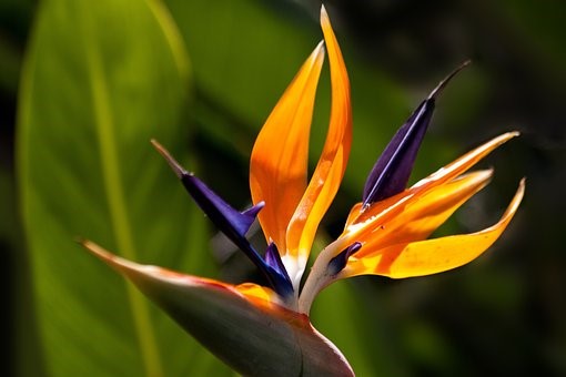 Botanická zahrada v pražské Troji od začátku března zvýší vstupné o pětinu