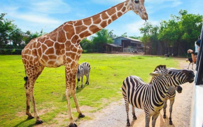 Česko-polský projekt podpoří další rozvoj Safari Parku Dvůr Králové nad Labem