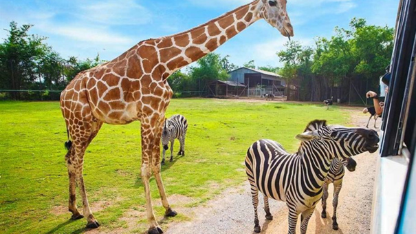 Česko-polský projekt podpoří další rozvoj Safari Parku Dvůr Králové nad Labem