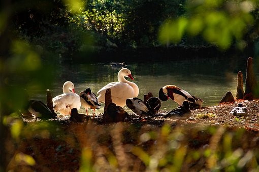 Vědci letos v NP Podyjí napočítali nejméně vodních ptáků za dobu sčítání
