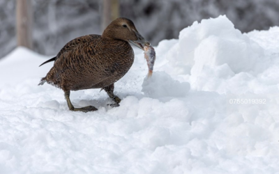 Zoo Brno nově chová i největší masožravé kachny severní polokoule