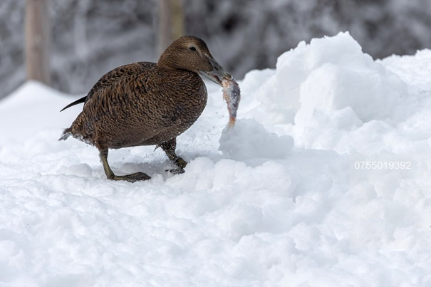 Zoo Brno nově chová i největší masožravé kachny severní polokoule